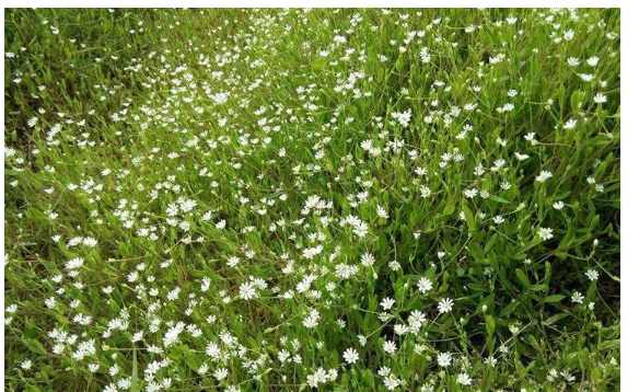 滿天星怎么種 滿天星怎么種