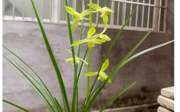 蘭花用什么肥料最好