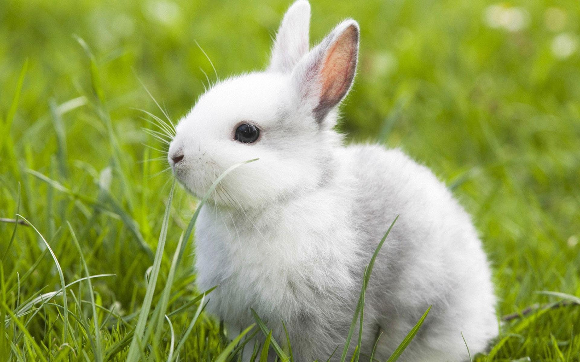 獭兔的起源与发展 - 知乎