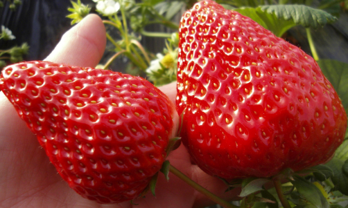 草莓种植.png