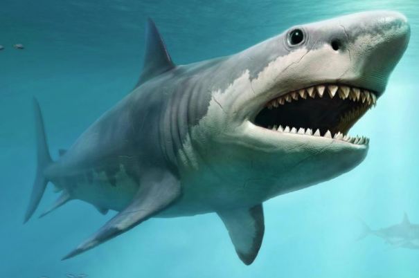 巨型鲨鱼牙齿的功能是什么