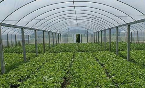 大棚蔬菜.png 大棚蔬菜.png