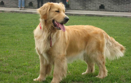 閉眼的大金毛.png 閉眼的大金毛.png