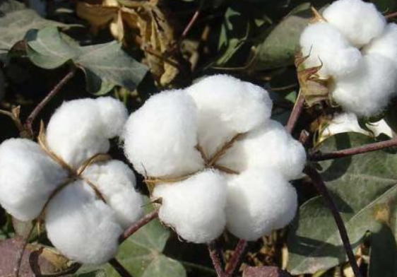 棉花.png
