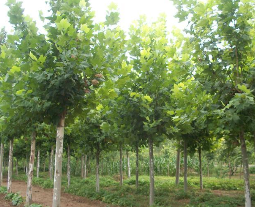 法桐樹苗多少錢.png