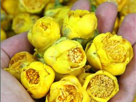 金花茶1.png 金花茶1.png