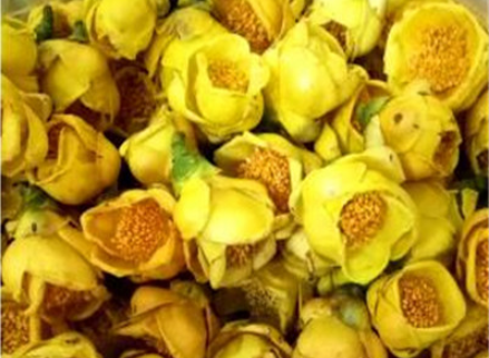 金花茶.png 金花茶.png