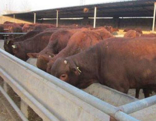 育肥牛.png 育肥牛.png