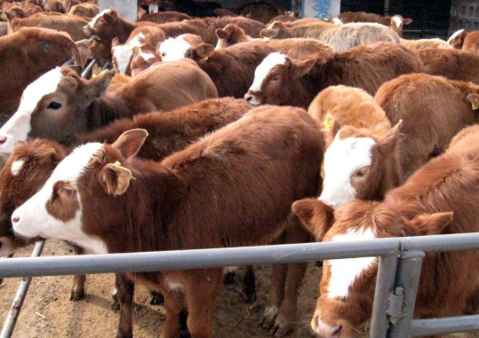 育肥牛價格.png 育肥牛價格.png