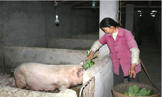 養(yǎng)豬貸款申請(qǐng) 養(yǎng)豬貸款申請(qǐng)