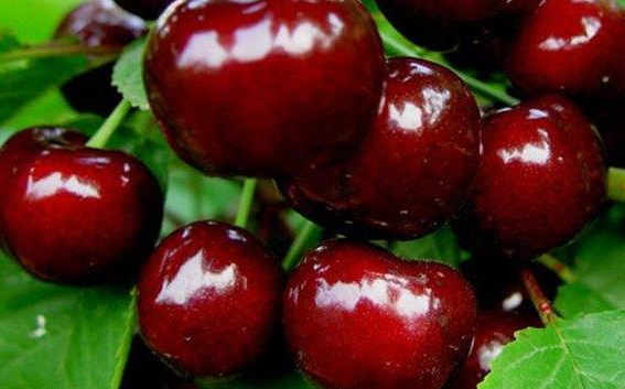 車厘子品種排名