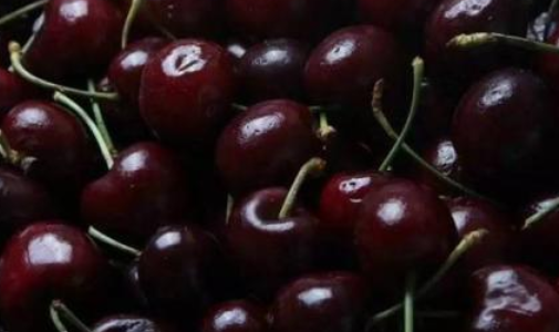 車厘子品種排名