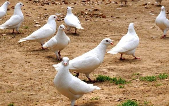 一群鴿子.png 一群鴿子.png