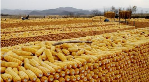 玉米加工成什么利潤高