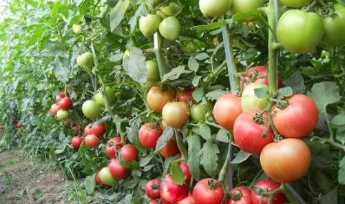 如何种植番茄,种植番茄的前景如何?