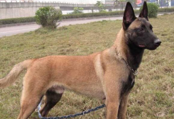 马犬价格多少钱一只 马犬介绍