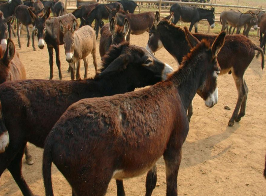 養(yǎng)10頭肉驢.png 養(yǎng)10頭肉驢.png