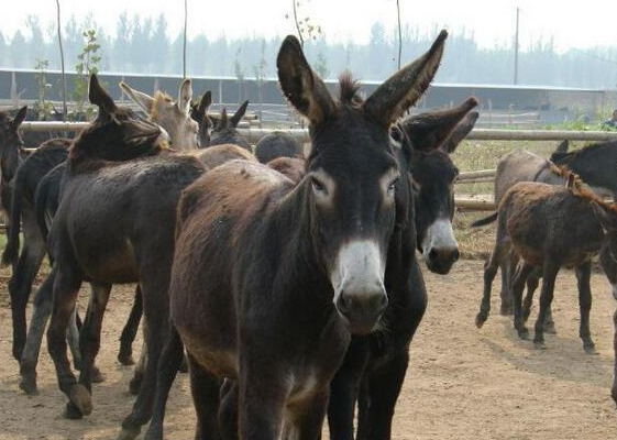 養(yǎng)10頭肉驢一年的利潤.png 養(yǎng)10頭肉驢一年的利潤.png