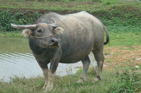 養(yǎng)牛還能賺錢