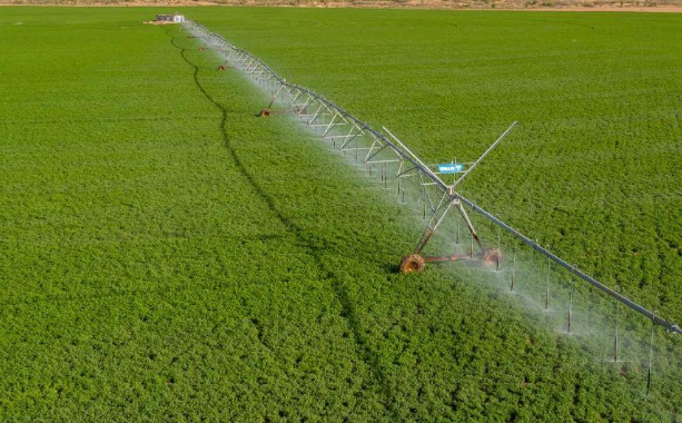 一畝苜蓿能養(yǎng)幾頭牛.png 一畝苜蓿能養(yǎng)幾頭牛.png