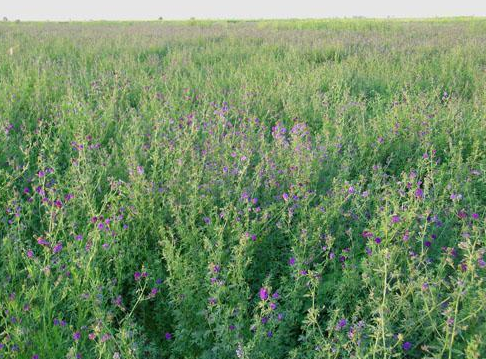 種植苜蓿.png 種植苜蓿.png