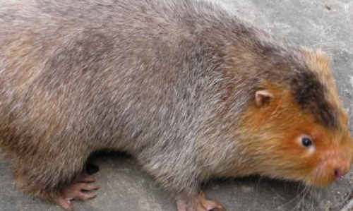 竹鼠.png 竹鼠.png