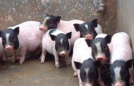 香豬.png 香豬.png