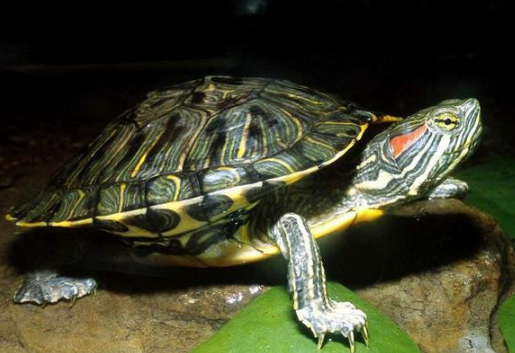 巴西龟1.png