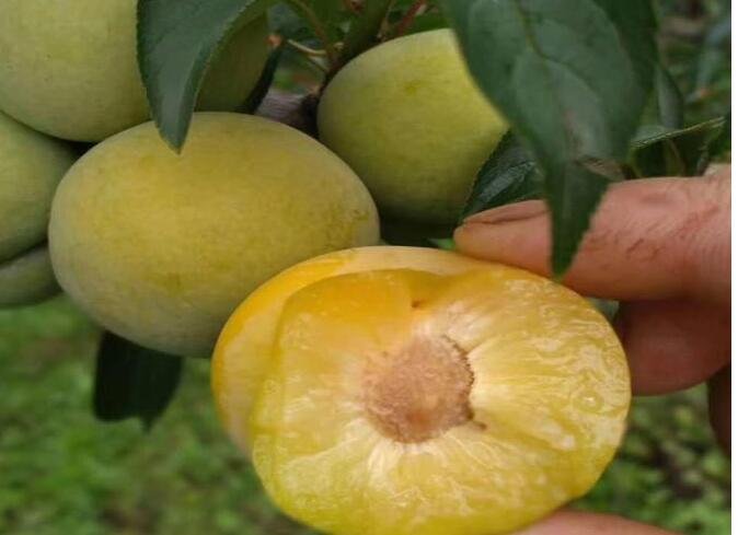 西梅多少錢(qián)一斤.jpg 西梅多少錢(qián)一斤.jpg