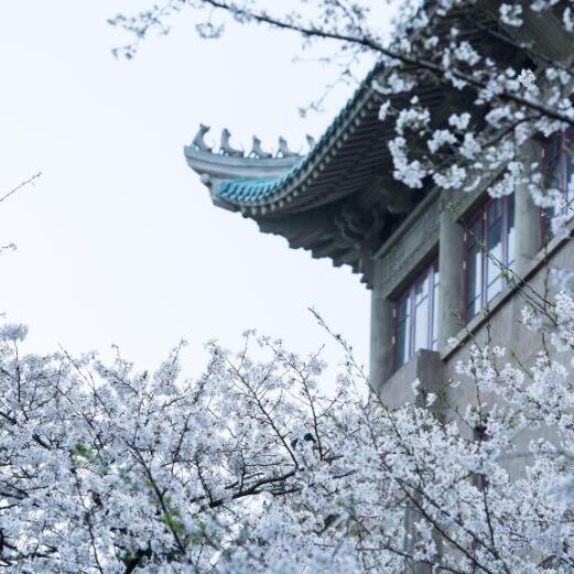武大的樱花什么时候开武大为什么会有樱花呢这么多种樱花是从哪里来的