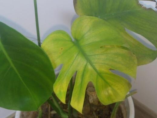 龜背竹葉片發(fā)黃.png 龜背竹葉片發(fā)黃.png