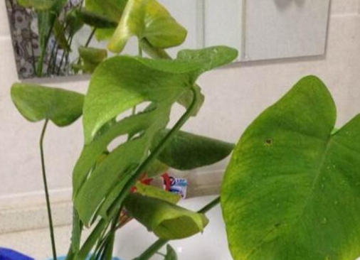 葉子發(fā)黃.png 葉子發(fā)黃.png