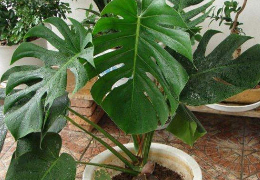 龜背竹】.png 龜背竹】.png