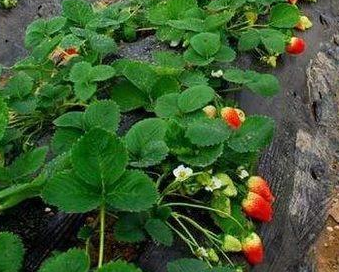 草莓亩产量一般多少斤