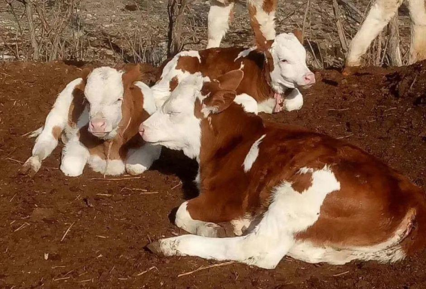 2020年牛會(huì)掉價(jià)嗎