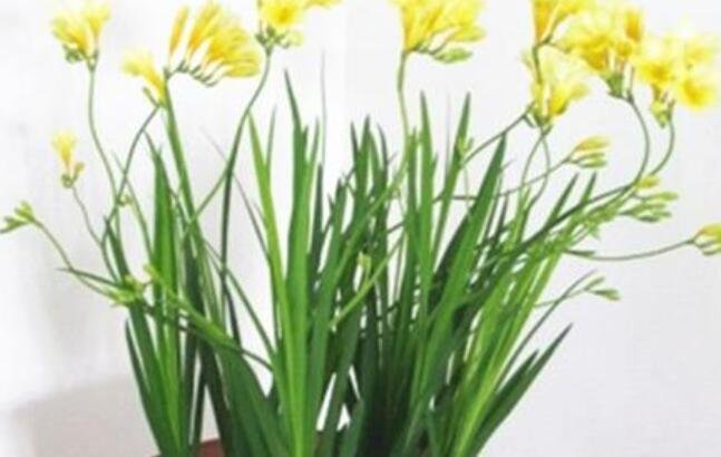 香雪蘭什么時候開花.jpg 香雪蘭什么時候開花.jpg