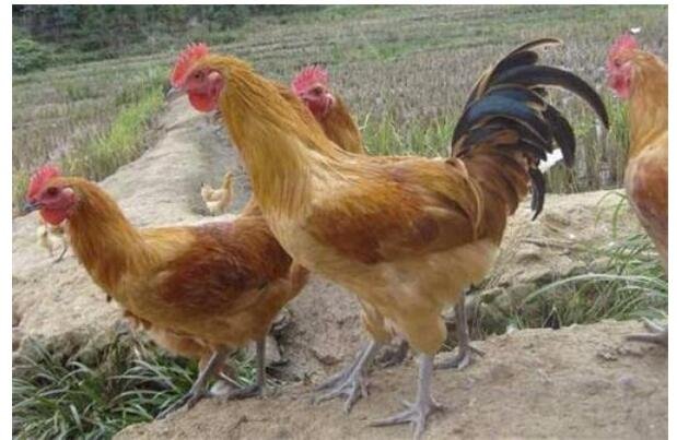 柴雞養(yǎng)殖技術(shù)