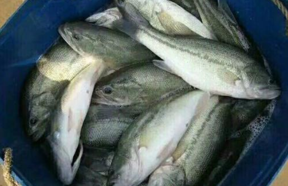 一桶鱸魚.png 一桶鱸魚.png