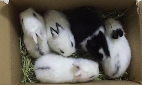 一箱小兔子.png 一箱小兔子.png