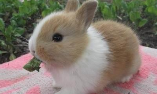 棕白宠物兔一只.png