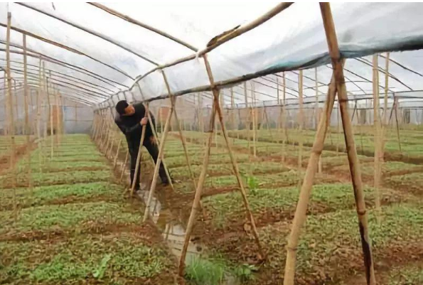 高利潤藥材種植 高利潤藥材種植