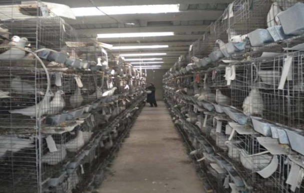 鴿子市場價 鴿子市場價