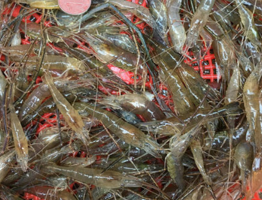 河蝦.png 河蝦.png