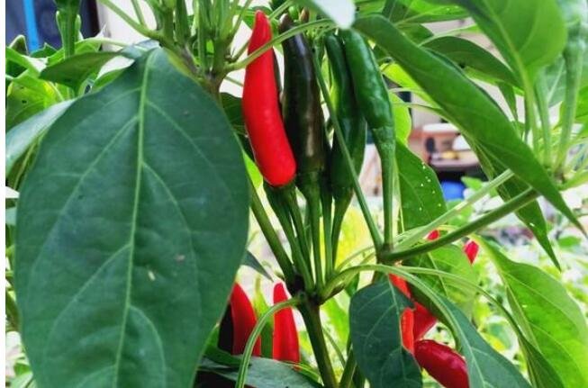 朝天椒的種植技術