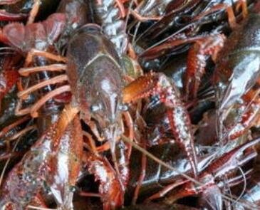 小龍蝦怎么養(yǎng)殖.jpg 小龍蝦怎么養(yǎng)殖.jpg