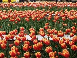 荷兰的国花是什么.jpg