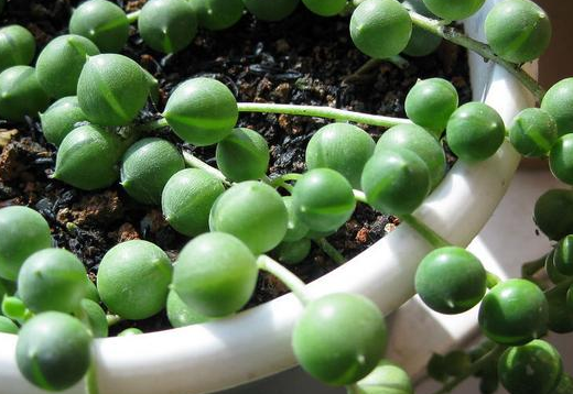 佛珠吊蘭養(yǎng)殖.png 佛珠吊蘭養(yǎng)殖.png