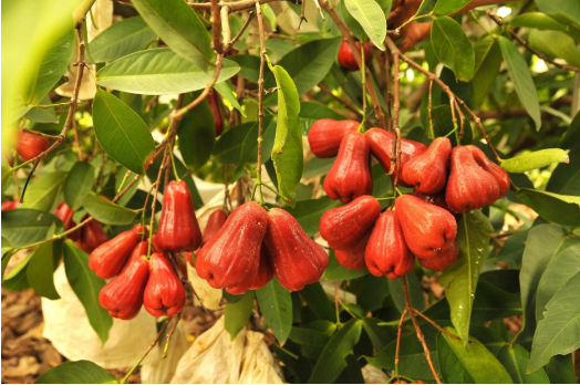  蓮霧多少錢一斤