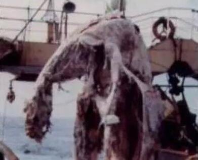 灵异事件：揭示日本1977年的巨型海怪腐尸事件！