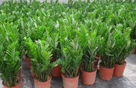 好幾盆金錢樹.png 好幾盆金錢樹.png